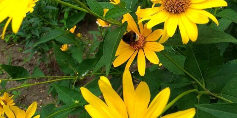 Které trvalky kvetou nejdéle: 6 nejlepších druhů do zahrady